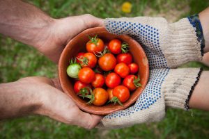 James Garden tomatoes